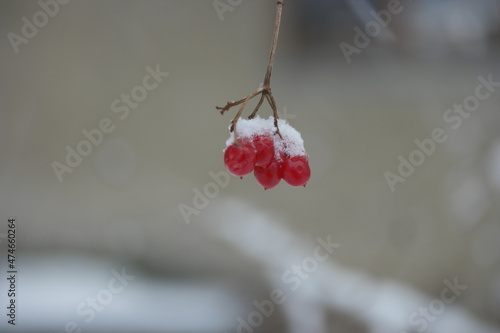 red berries in snow