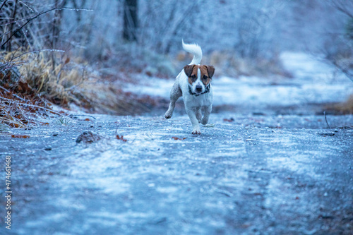 happy puppy jack russell terrier runs to my team for a walk in the woods