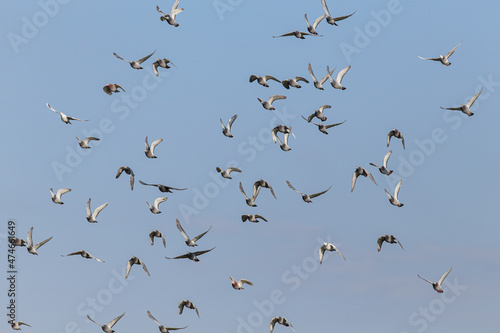 Sport pigeons in flight
