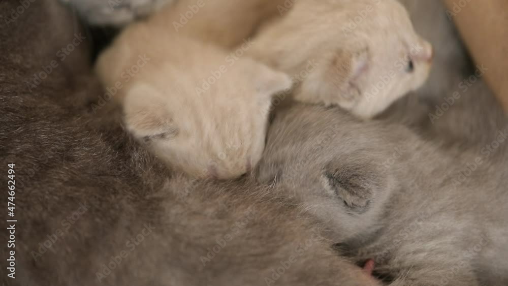 Kitten. Cat. Animal. Video. Kitten 