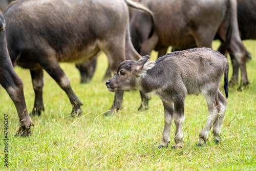 A large herd of wild water buffalo. Mother and Cute Newborn  baby © 15Studio