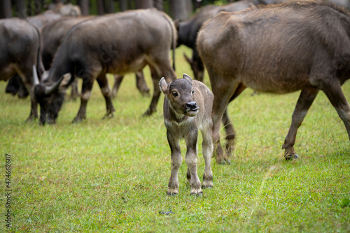 A large herd of wild water buffalo. Mother and Cute Newborn  baby © 15Studio