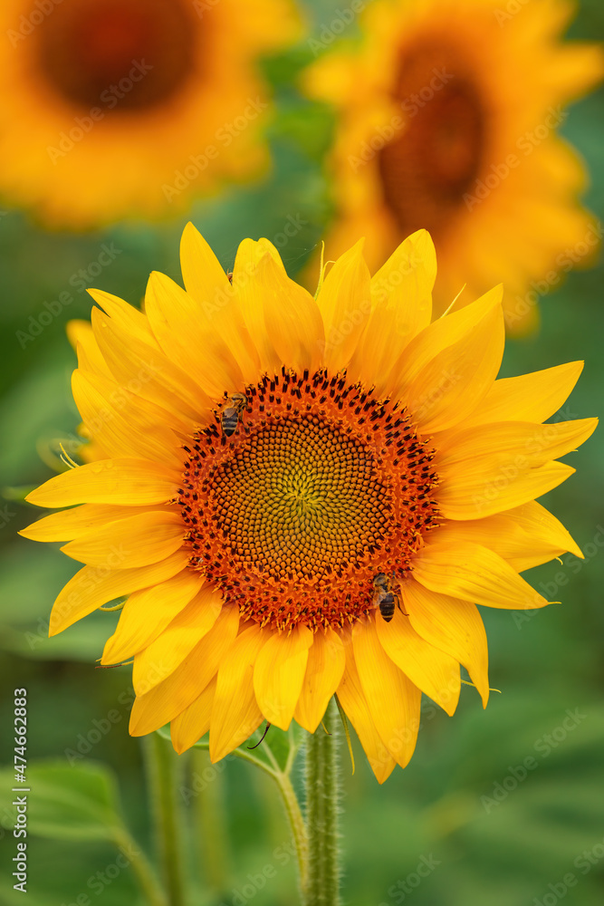 Honey bee pollinating blooming sunflower in field Honey bee pollinating blooming sunflower in field