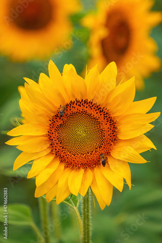 Honey bee pollinating blooming sunflower in field