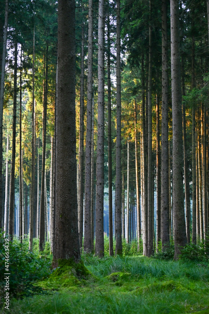 Misty early morning in the forest of Perlacher Forst in Munich with pine trees growing on the moss ground