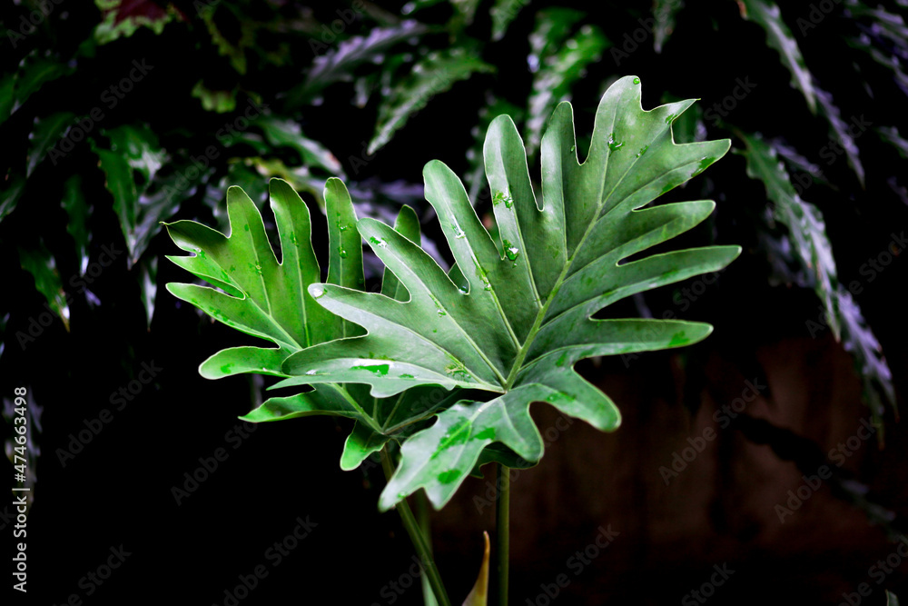 Close-up view of Philodendron Selloum plant, the tropical houseplant for home decor. Close-up view of Philodendron Selloum plant, the tropical houseplant for home decor.