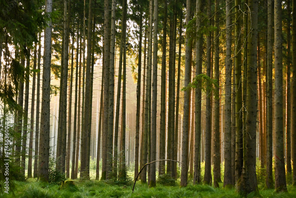 Misty early morning in the forest of Perlacher Forst in Munich with pine trees growing on the moss ground Misty early morning in the forest of Perlacher Forst in Munich with pine trees growing on the moss ground