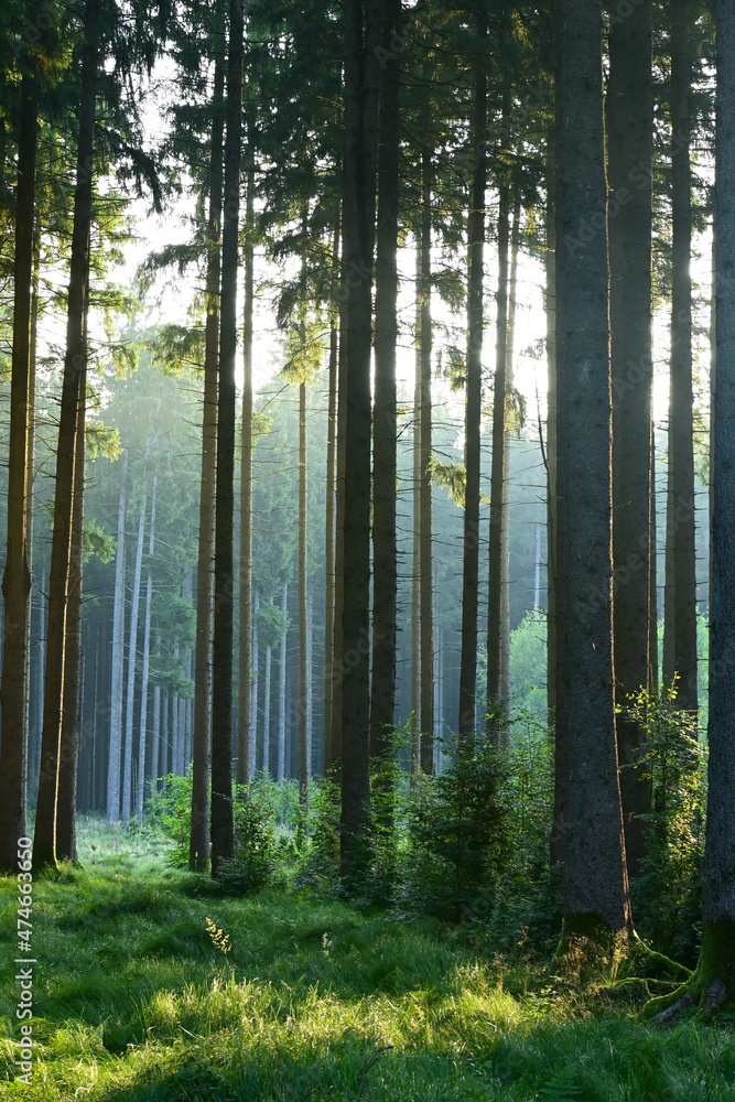 Misty early morning in the forest of Perlacher Forst in Munich with pine trees growing on the moss ground