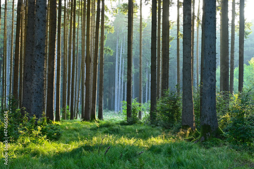 Misty early morning in the forest of Perlacher Forst in Munich with pine trees growing on the moss ground