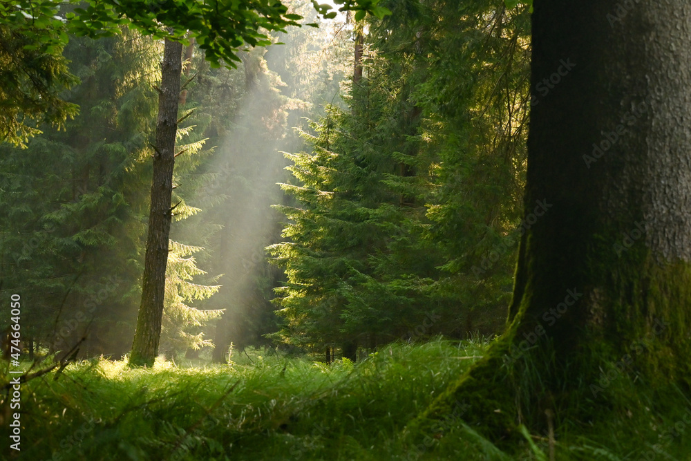 Misty early morning in the forest of Perlacher Forst in Munich with pine trees growing on the moss ground Misty early morning in the forest of Perlacher Forst in Munich with pine trees growing on the moss ground