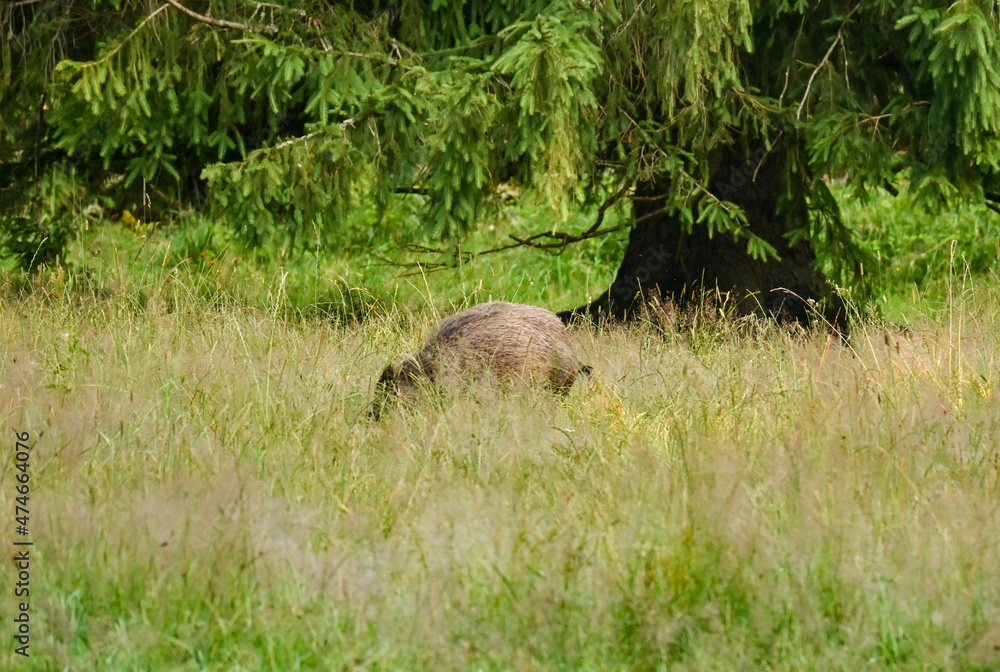Wild boar on a high grass field looking for food Wild boar on a high grass field looking for food