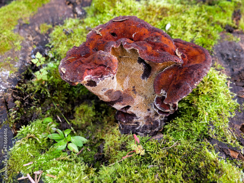 Red colour Phaeolus schweinitzii, common name Dyers Mazegill or Dyer's Polypore fungus inside of rotten tree stump. photo