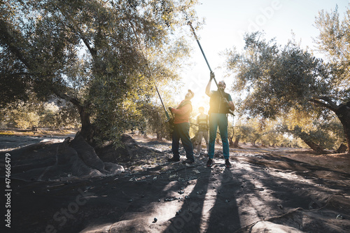 three men who work in the olive harvest using machines. photo