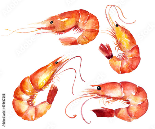 Four watercolour shrimps on white background.