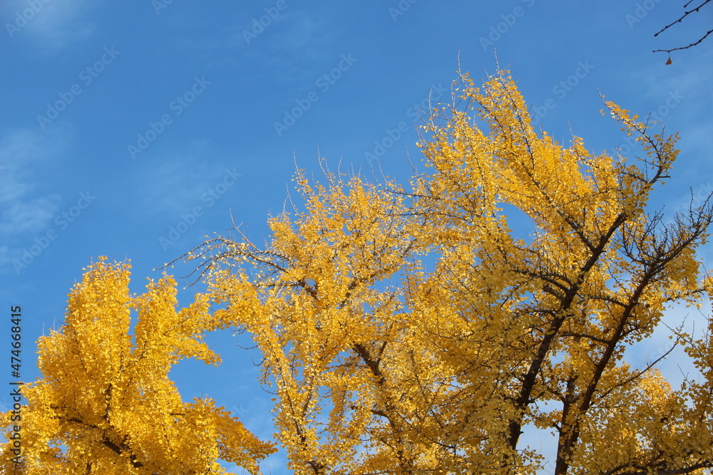 Fototapeta premium autumn trees against blue sky
