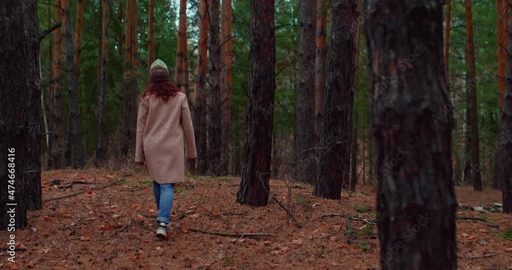 Woman in a coat walks through the forest, tall trunks of pines and firs. Woman walks in a coniferous forest, goes on fallen leaves and branches. Walk on a cool autumn day in the forest. View from the Woman in a coat walks through the forest, tall trunks of pines and firs. Woman walks in a coniferous forest, goes on fallen leaves and branches. Walk on a cool autumn day in the forest. View from the