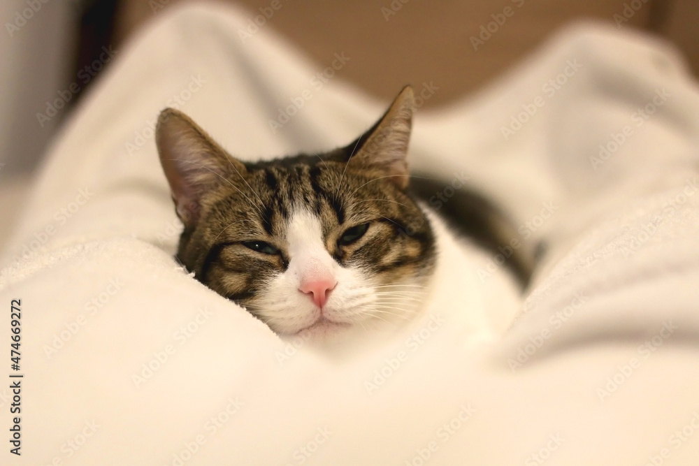 Cute tabby cat sleeping on a bed. Selective focus. Cute tabby cat sleeping on a bed. Selective focus.