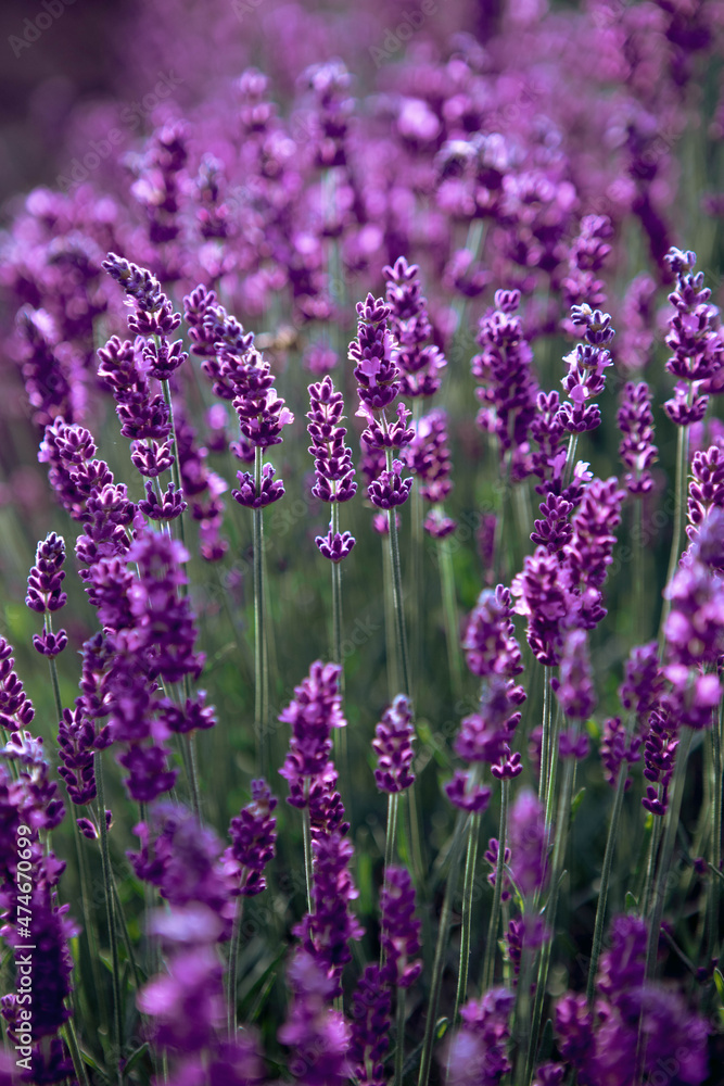 Fototapeta premium Selective focus Lavender flowers at sunset rays, Blooming Violet fragrant lavender flower summer landscape. Growing Lavender, harvest, perfume ingredient, aromatherapy. Lavender field lit by sunlight