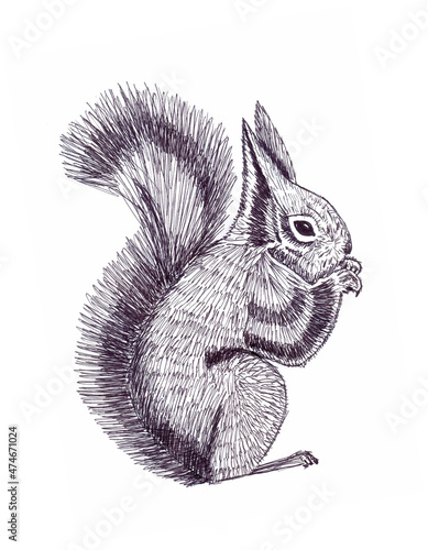 Hand drawn ink illustration of a sitting fluffy squirrel, profile view