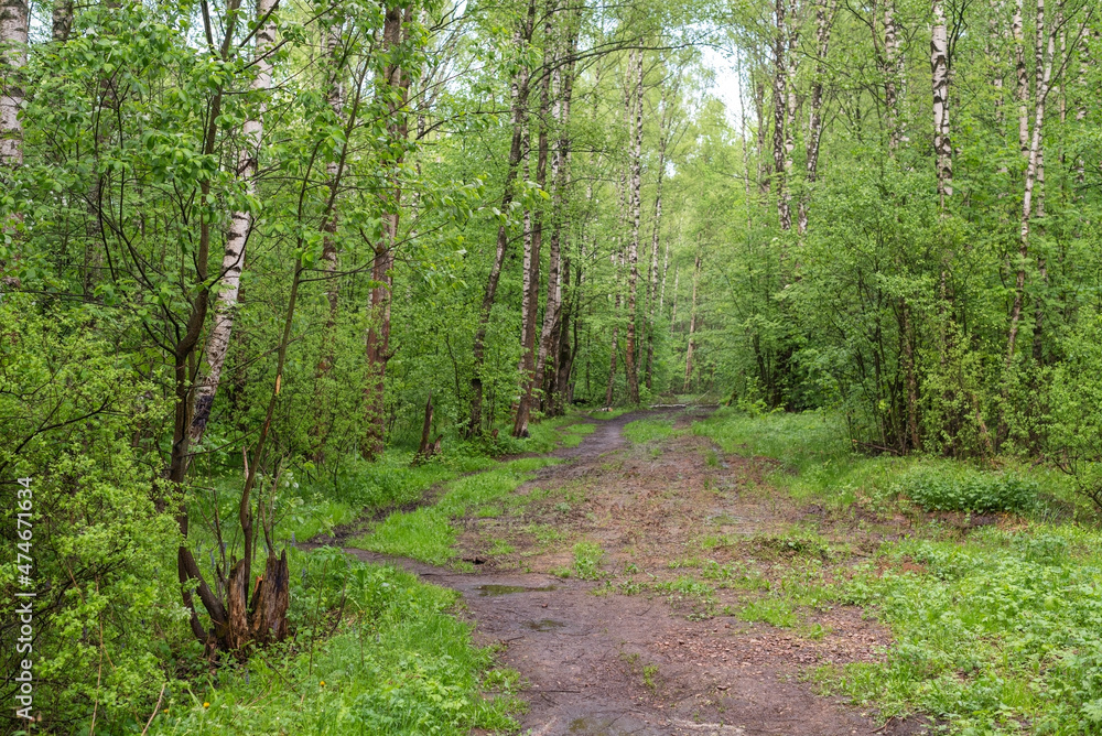 Fototapeta premium Trees with fresh spring green leaves in forest