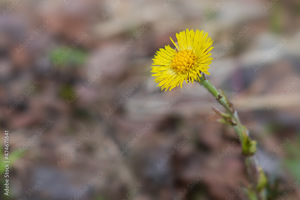 Yellow Tussilago flower blooms in spring, close up Yellow Tussilago flower blooms in spring, close up