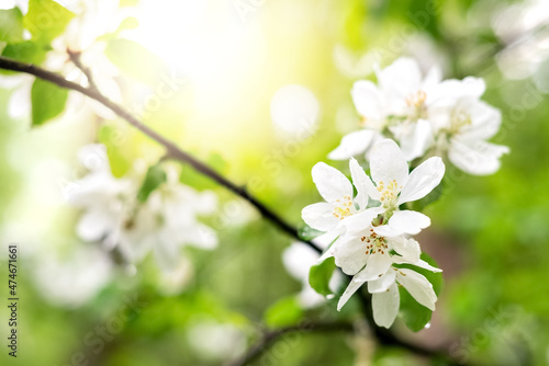 Fototapeta Naklejka Na Ścianę i Meble -  White flowers of blooming apple tree branch in spring orchard