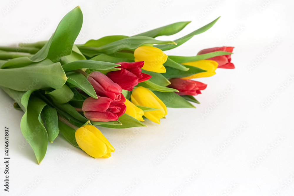 Obraz premium Bunch of red and yellow tulips scattered on white background