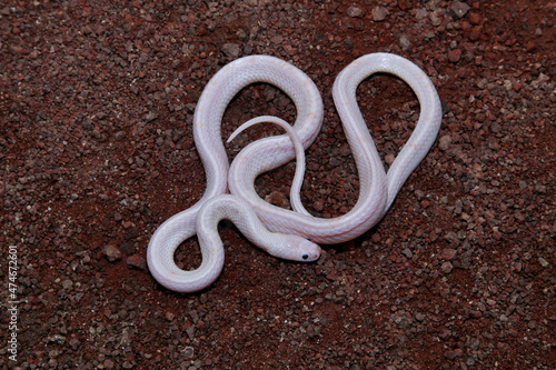 Dorsal view of Albino Common Krait, Bungarus caeruleus, Satara, Maharashtra, India photo