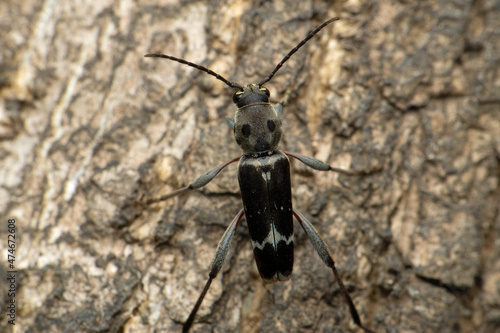 Indian ground beetle species, Satara, Maharashtra, India © RealityImages