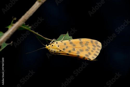 Leopard ornate moth, Utetheisa species, Satara, Maharashtra, India photo