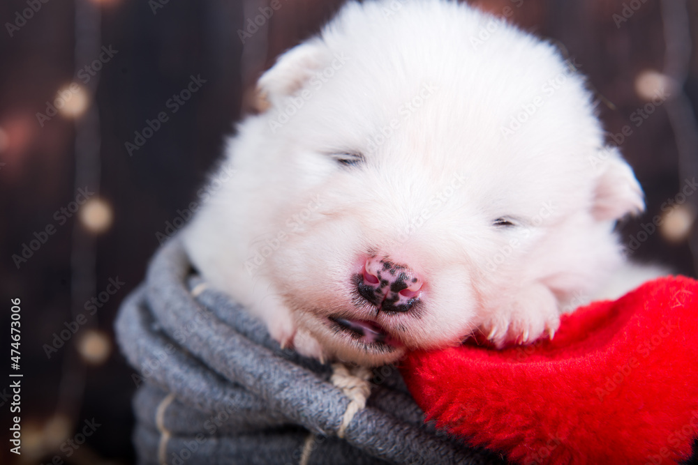 Obraz premium White fluffy small Samoyed puppy dog in a Christmas gift box
