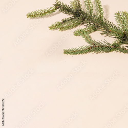 Canvas Print Not decorated au naturel Christmas tree branch on a beige background