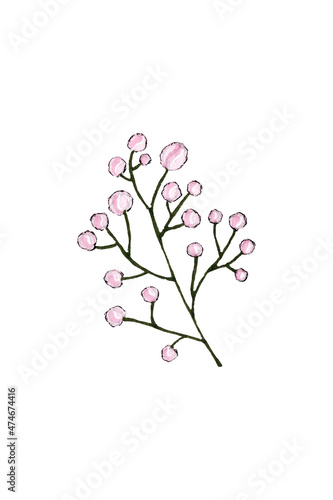 Botany branch pink flowers round balls buds of gypsophila peonies