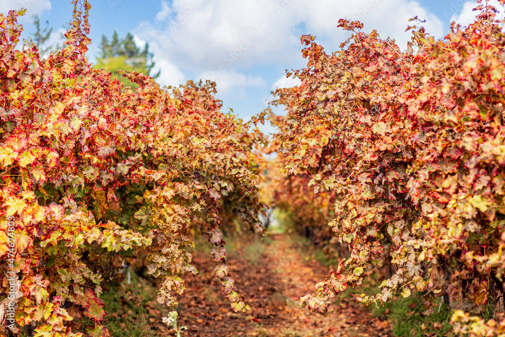 View of the rows of grape bushes with colorful autumn leaves in the vineyard View of the rows of grape bushes with colorful autumn leaves in the vineyard