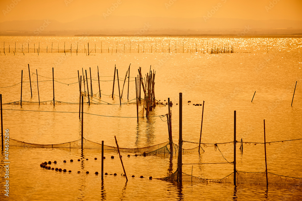 Rice plantation at sunset in La Albufera natural park. Valencia Rice plantation at sunset in La Albufera natural park. Valencia