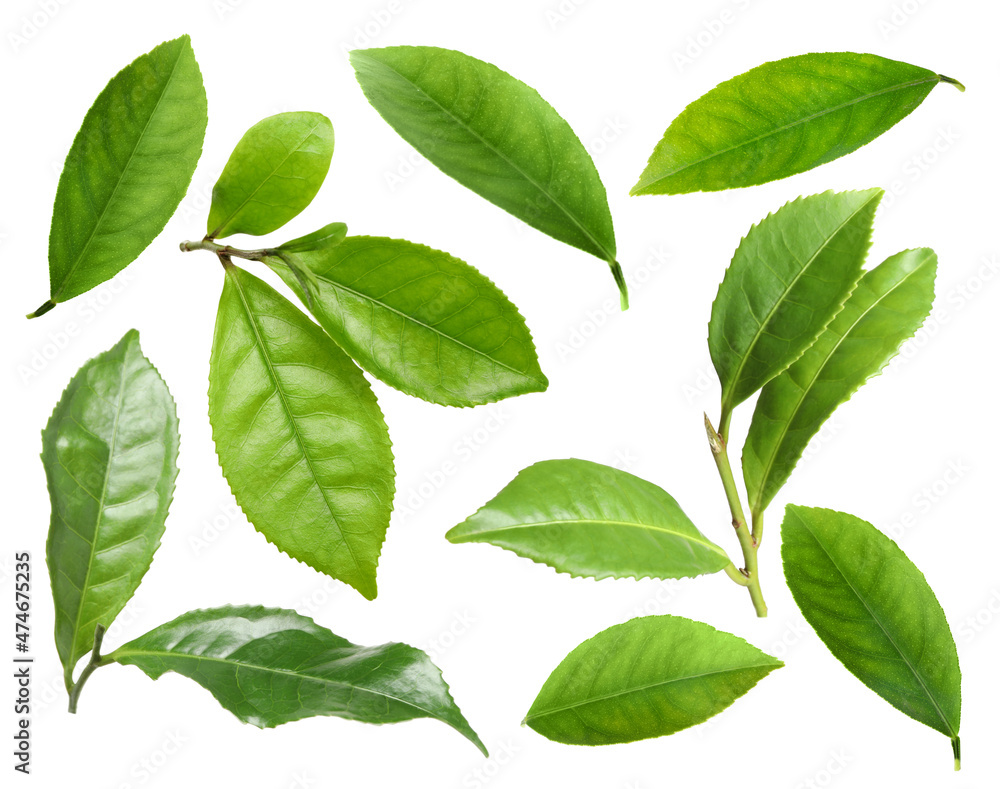 Set with fresh green leaves on white background Set with fresh green leaves on white background