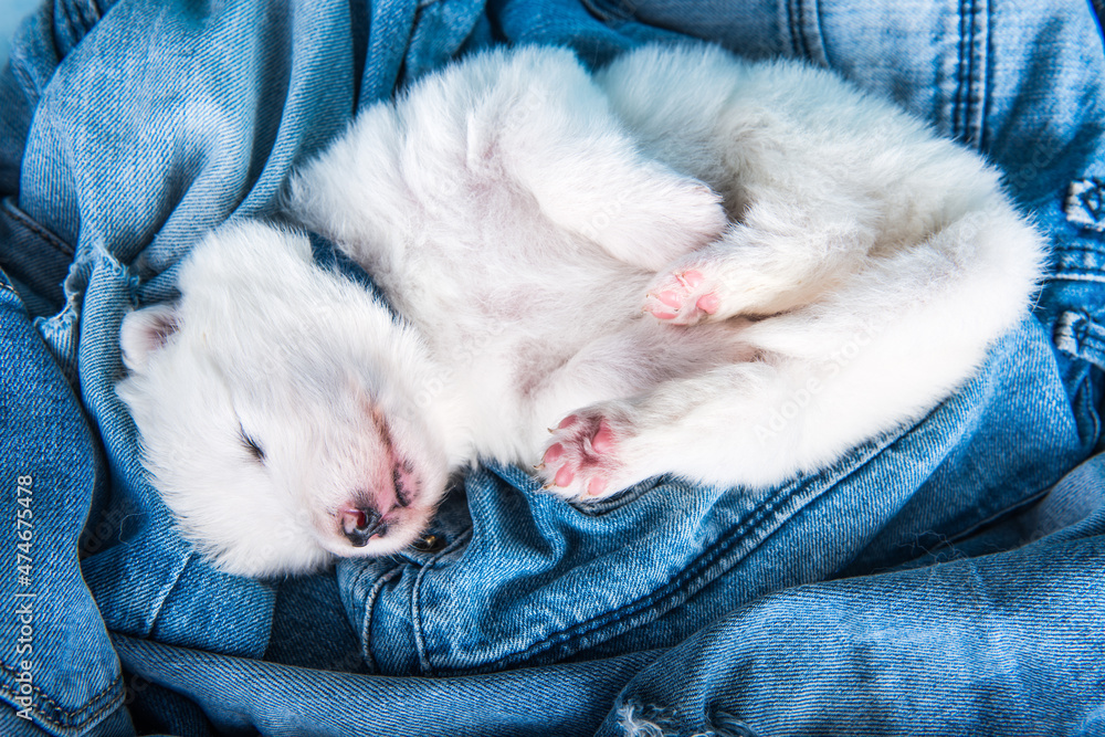 White fluffy small Samoyed puppy dog on blue jeans background