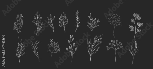 Chalk Floral branch and minimalist flowers for logo on the chalkboard. Hand drawn line wedding herb, elegant leaves for invitation. Botanical rustic trendy greenery