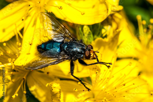 mouche bleue sur une fleur jaune