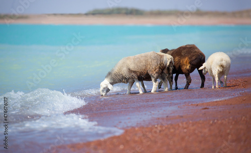 A flock of goats and sheeps came on the watering hole to the shore of the lake on a hot summer morning.