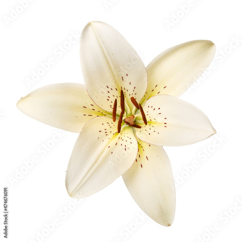 White lily flower isolated on white  background.