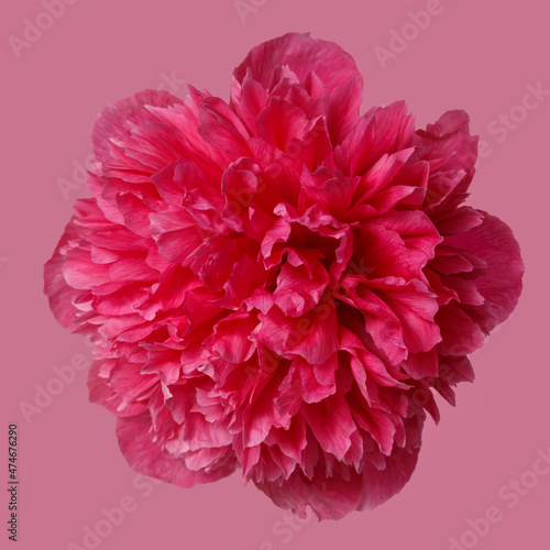 Bright pink peony flower isolated on pink background.