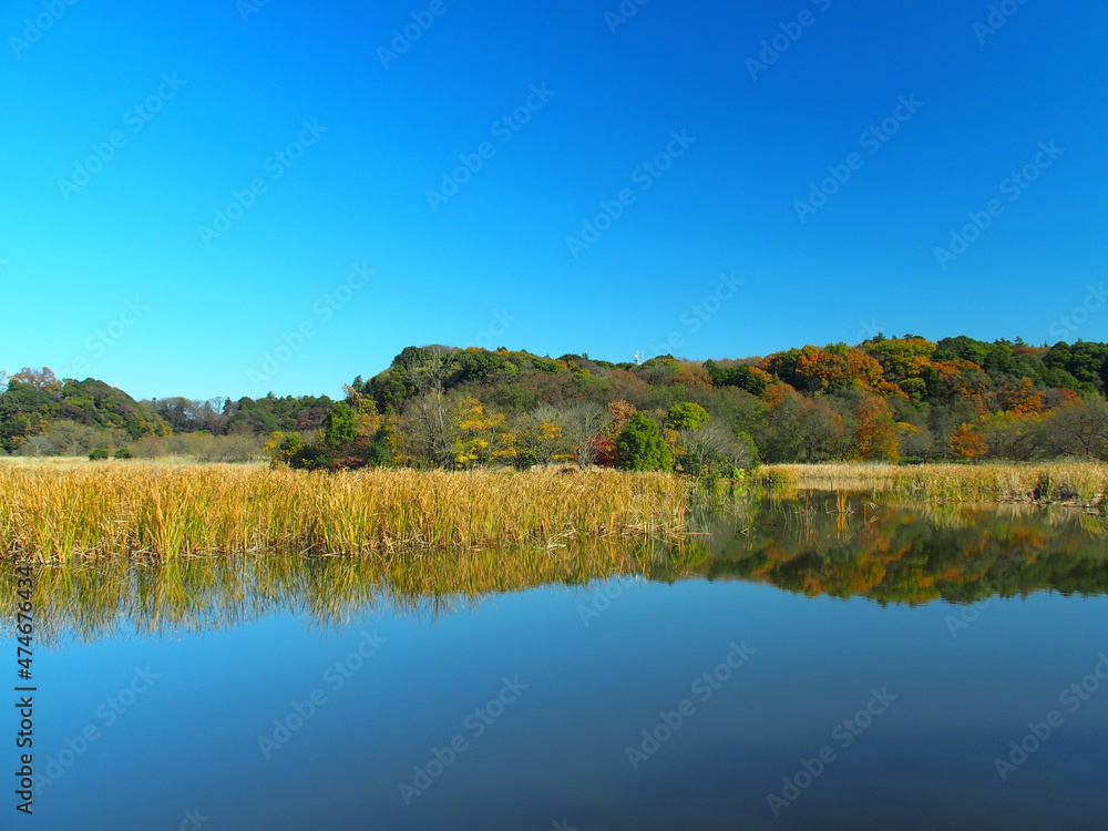 Fototapeta premium 初冬の池と森のある朝の21世紀の森と広場風景