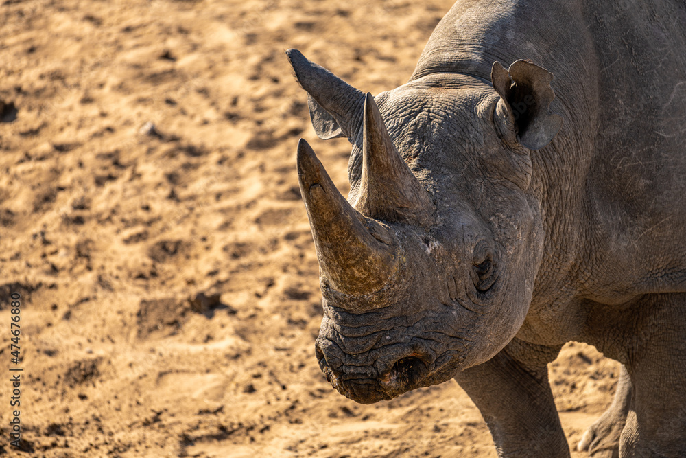 Fototapeta premium A rhino in Etosha Park, Namibia