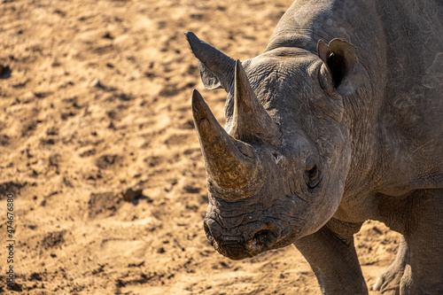A rhino in Etosha Park, Namibia