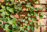 Green leaves of plants against the wall