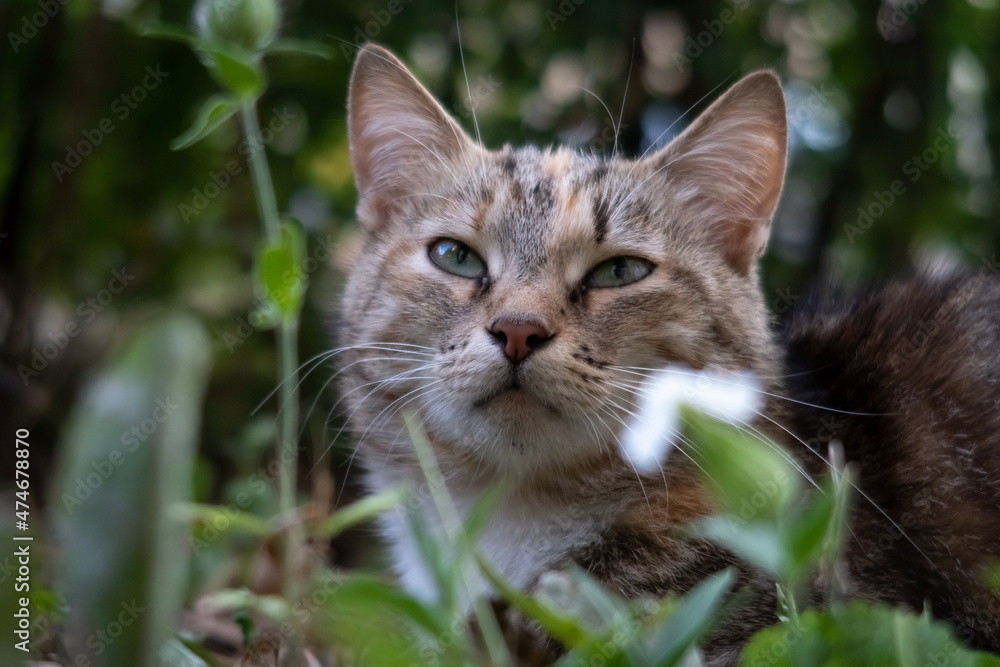 portrait of a cat in the grass