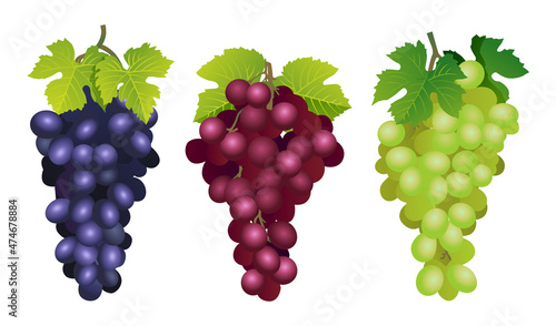 Collection of various fresh red, purple and green grapes illustrations isolated on white background
