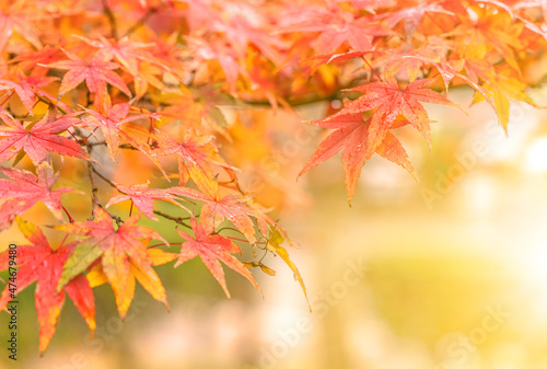 Red and yellow beautiful warm colors in autumn by Japanese maple tree iroha momiji leaves on a blurry background.