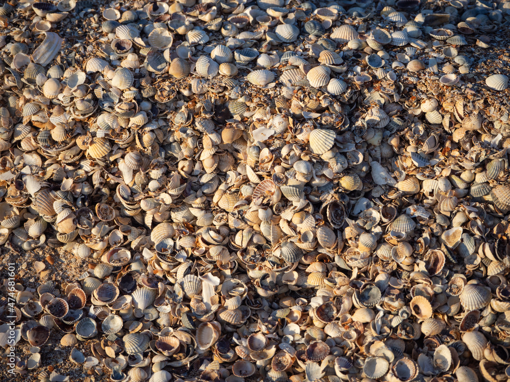 Abstract textured natural background for a design on the theme of sea holidays. Lots of small seashells close-up selective focus of shallow depth of field. A thick layer of seashell horizontal plane Abstract textured natural background for a design on the theme of sea holidays. Lots of small seashells close-up selective focus of shallow depth of field. A thick layer of seashell horizontal plane